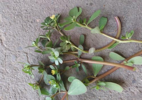 马齿苋熬水治痔疮吗