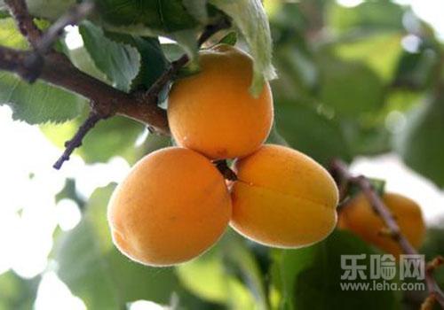 香瓜可以空腹吃吗