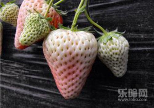 菠萝莓是转基因吗,白草莓是转基因吗,白色草莓