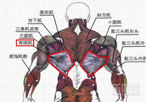 弹簧拉力器锻炼有用吗,弹簧拉力器有用吗,弹簧拉力器练什么-乐哈健康网