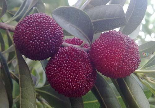 吃杨梅嘴麻怎么办