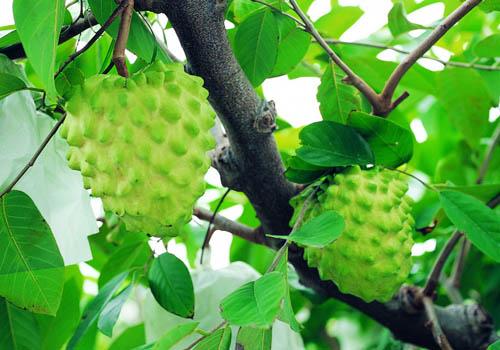 糖尿病人能吃番荔枝吗