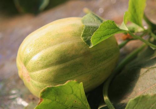 香瓜里面的瓤可以吃吗