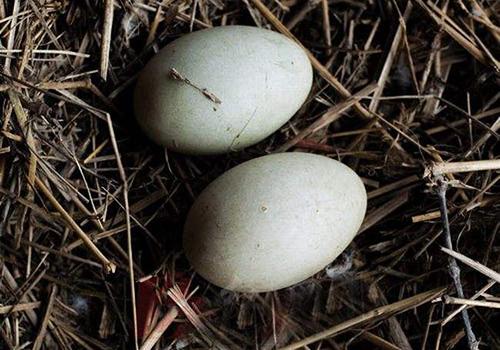 吃鹅蛋能治女性乳腺增生吗