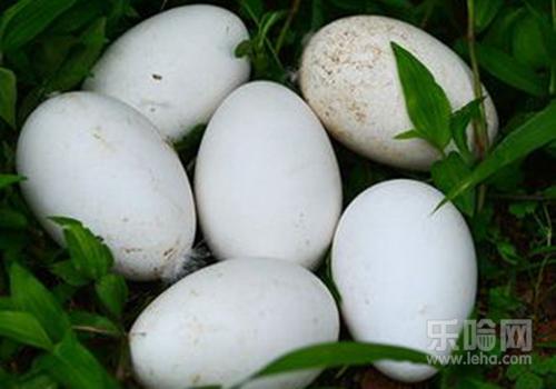 吃鹅蛋能治女性乳腺增生吗