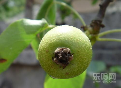 处,吃梨子有什么好处,梨子吃多了有什么坏处-乐