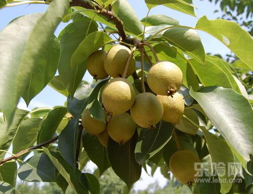 处,吃梨子有什么好处,梨子吃多了有什么坏处-乐