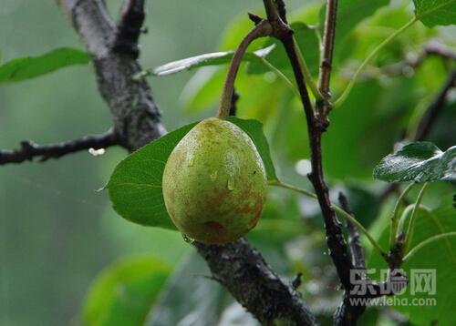 处,吃梨子有什么好处,梨子吃多了有什么坏处-乐