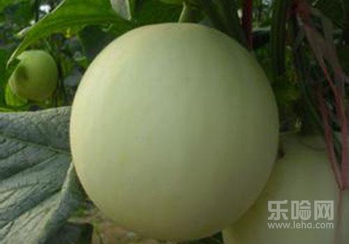 香瓜是寒性还是热性,香瓜是热性还是凉性,香瓜