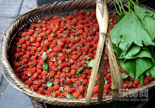蛇莓能吃吗,蛇莓可以吃吗,蛇莓能不能吃-乐哈健