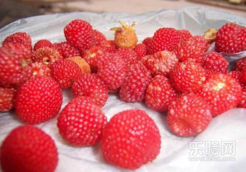 蛇莓能吃吗,蛇莓可以吃吗,蛇莓能不能吃-乐哈健