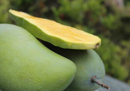 芒果没熟能吃吗