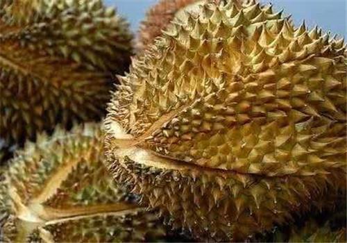 榴莲怎么挑才好吃 教你6个诀窍挑出最好的榴莲