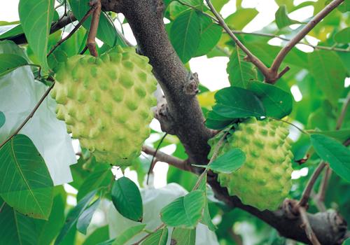 释迦果什么人不能吃