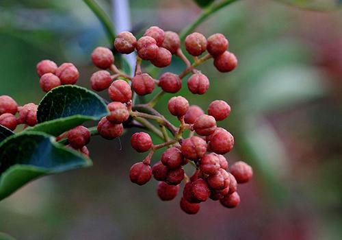 花椒泡酒能治颈椎病吗