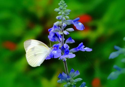 经期可以喝益母草吗