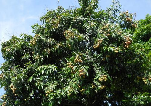 荔枝高血压的人能吃吗