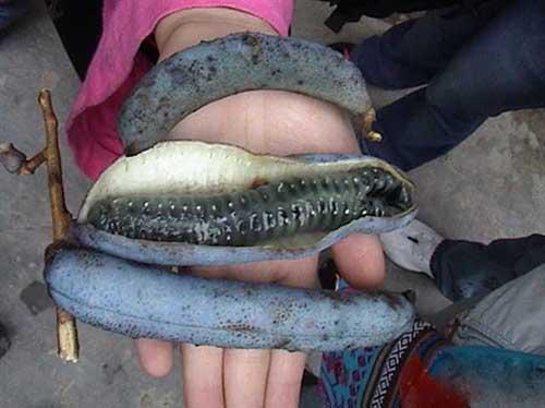 野香蕉的功效与作用