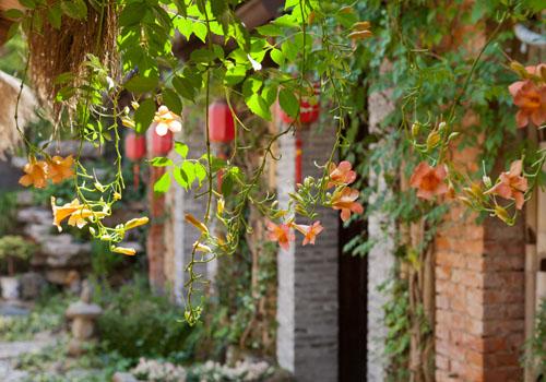 凌霄花的功效与作用