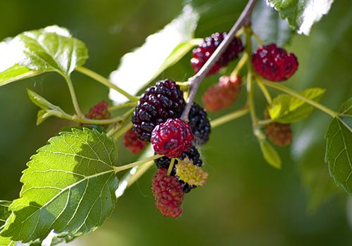 桑葚叶的功效与作用