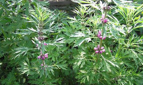 来月经可以喝益母草吗