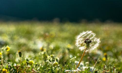 蒲公英泡水伤胃吗