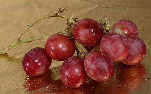 孕妇可以吃美人指吗