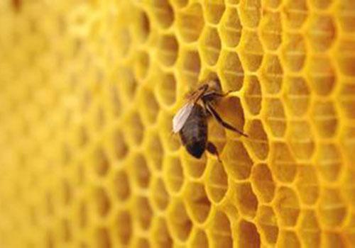 蜂胶什么时候吃最好,蜂胶什么时间吃最好-乐哈