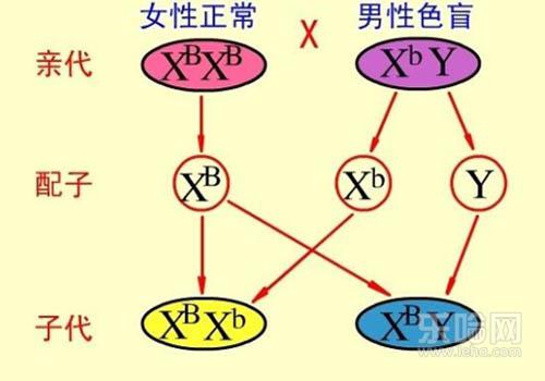 色盲是遗传病吗,色盲会遗传给下一代吗,色盲会