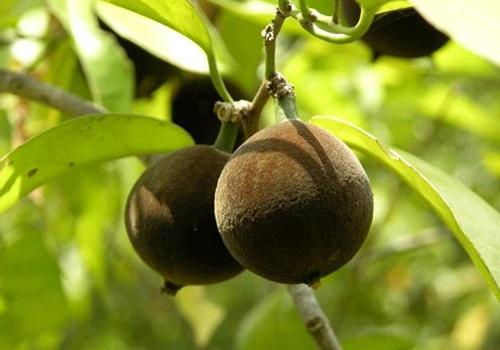 灰指甲用什么药最有效 不信你可以试试