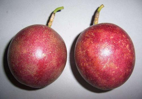 长期吃百香果的效果 这样的百香果不想吃吗?