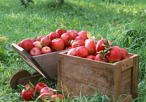 糖心苹果打了甜蜜素吗