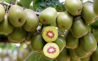 猕猴桃怎么吃美白,吃猕猴桃可以美白吗-乐哈健