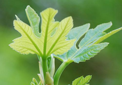 无花果叶可以泡水喝吗