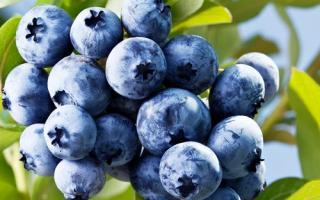 蓝莓泡酒能泡多长时间,蓝莓泡酒多长时间能喝