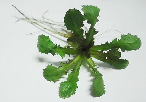 茵陈泡水怎么泡