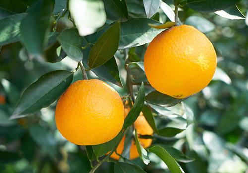 盐蒸橙子适合什么人吃 盐蒸橙子一次可吃2个吗