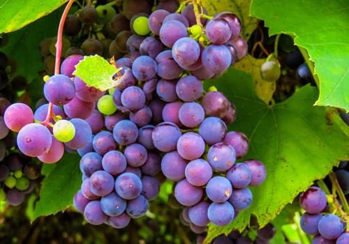 吃葡萄籽能祛斑吗