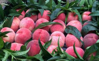 吃黄皮会长胖吗,吃黄皮会胖吗,吃黄皮会肥吗-乐