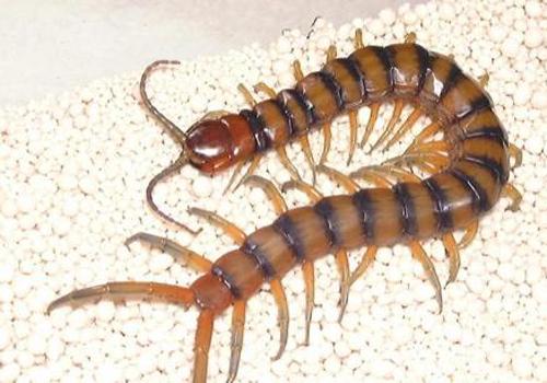 蜈蚣酒的营养价值