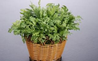 哺乳期怎么搭配罗汉果泡水喝