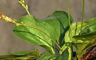 痛风按摩治疗方法图解,痛风按摩哪里比较好