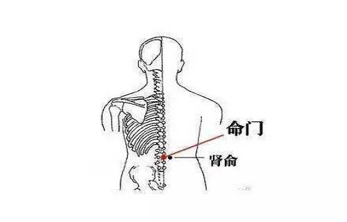 命门的准确位置图 命门是什么意思【多图】