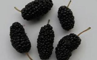 绞股蓝可以和枸杞一起喝吗 绞股蓝和枸杞泡水