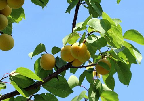 杏子吃多了会便秘吗