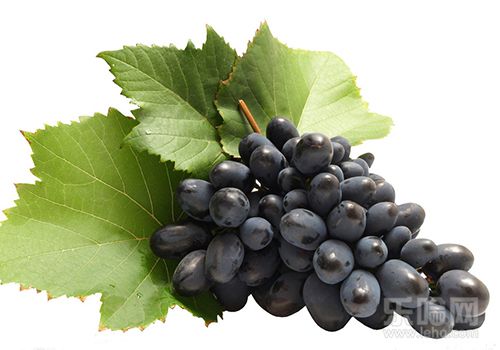 提子的功效与作用及禁忌,提子有什么好处,提子