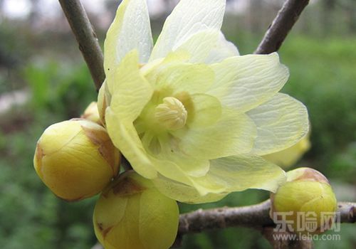 腊梅花有什么功效,腊梅花的功效与作用及禁忌