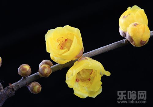 腊梅花有什么功效,腊梅花的功效与作用及禁忌