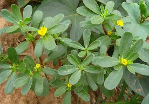 苋煮水喝的功效与作用 马齿菜煮水喝的功效 马