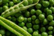 豌豆没熟吃了会中毒吗 豌豆怎么炒好吃